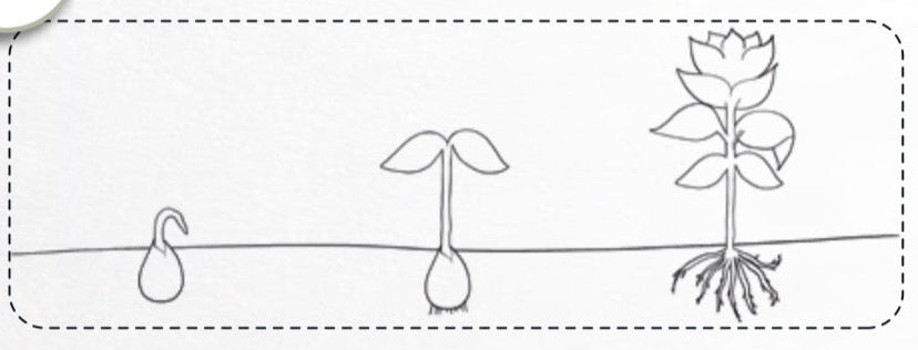 4911 Pflanze mit 3 Symbolen - After Messe Angebot